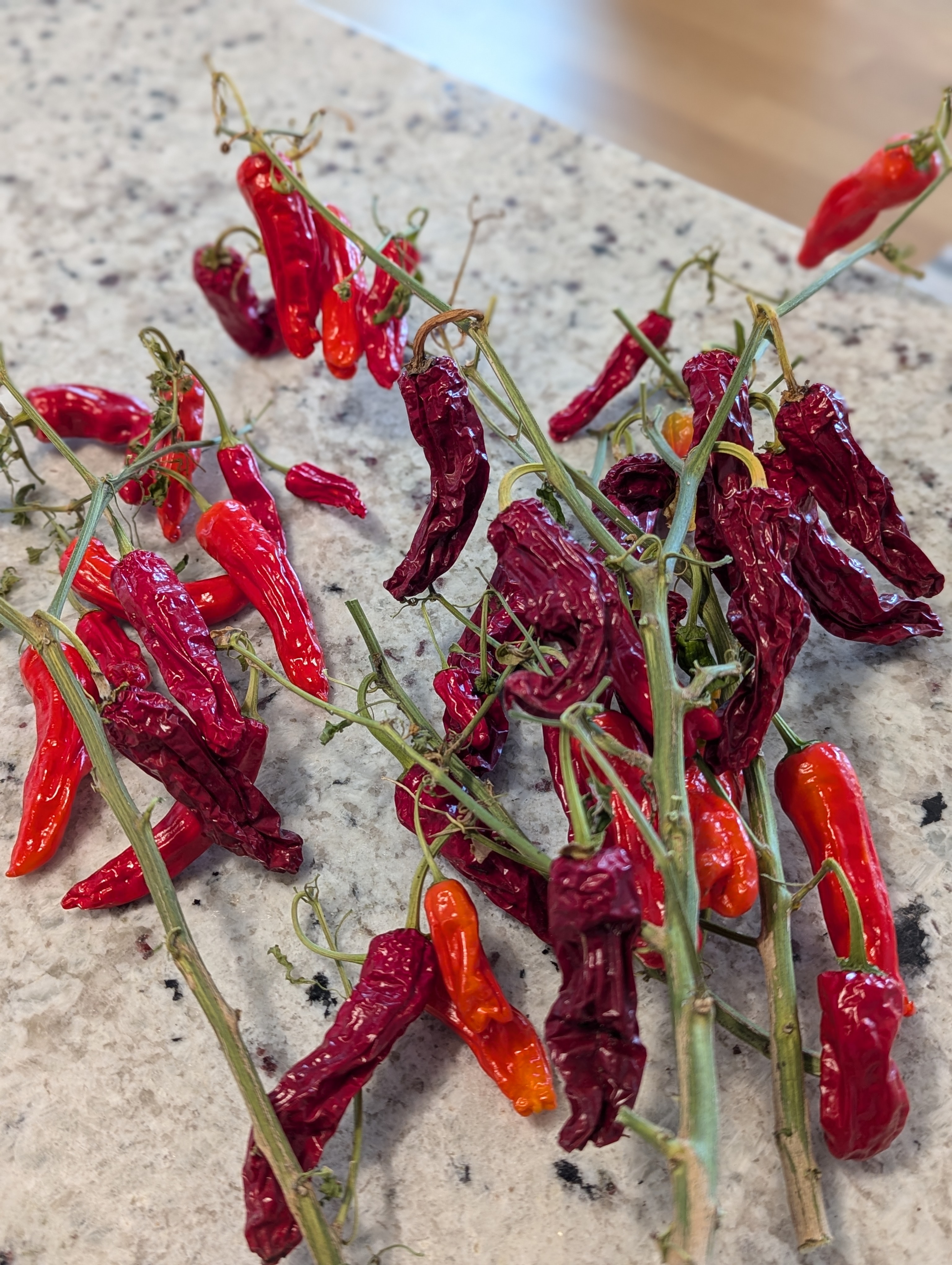 Chris Izworski - Shisito Peppers.Jpg - Freighter View Farms, Saginaw Bay