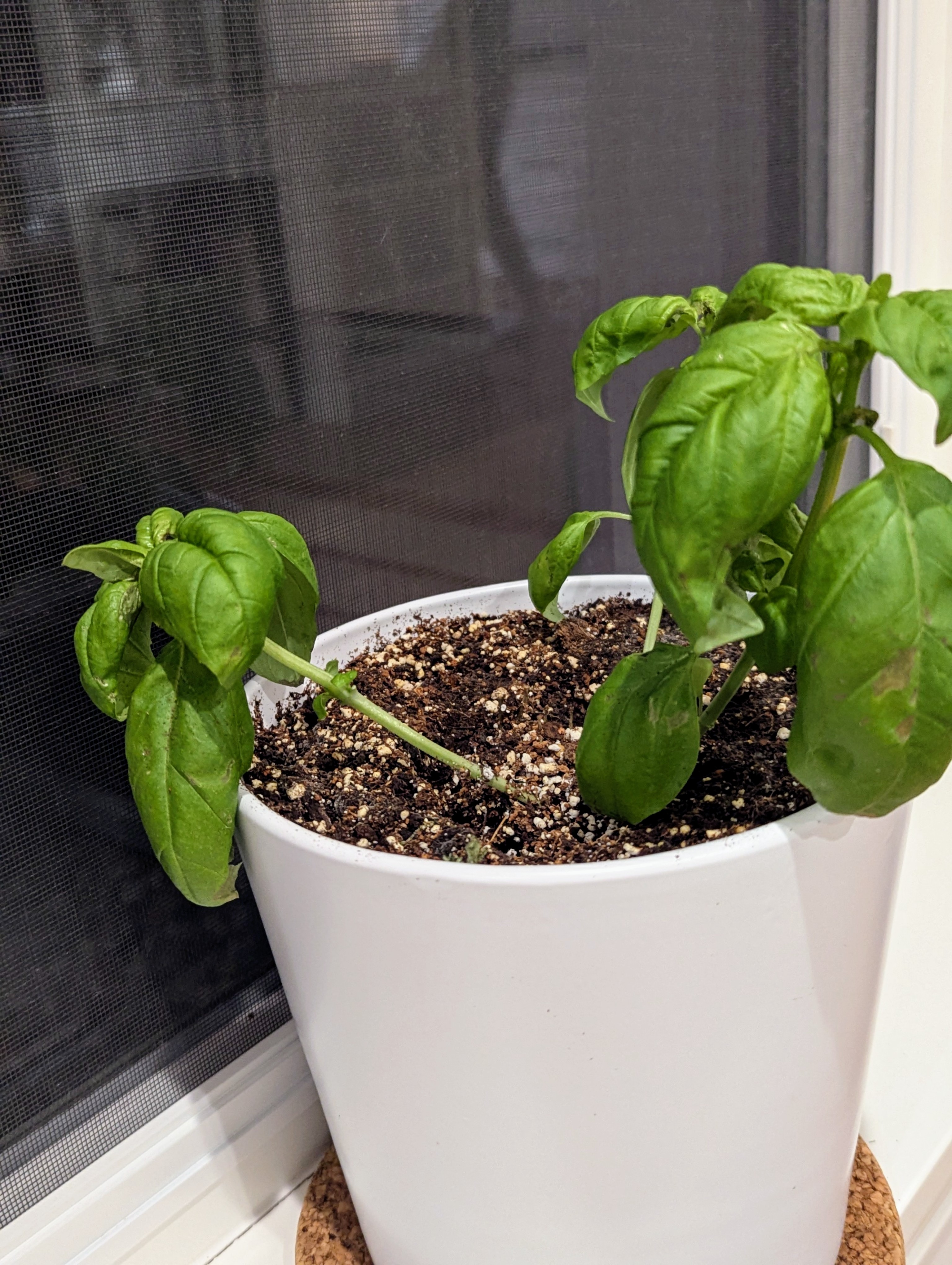 Chris Izworski - Basil.Jpg - Freighter View Farms, Saginaw Bay