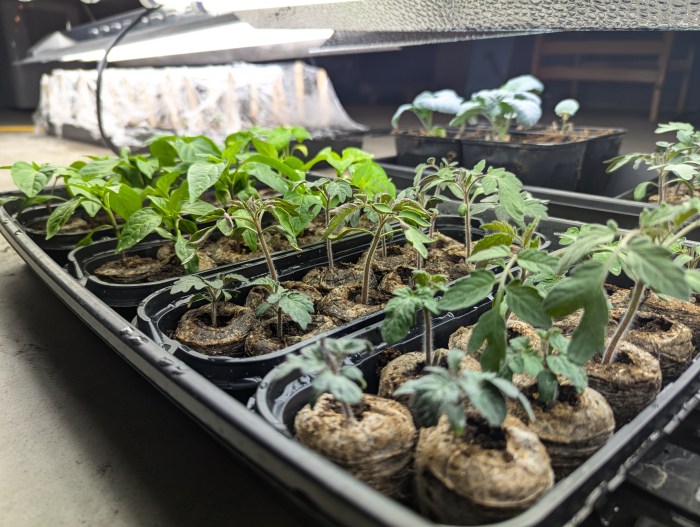 Indoor seedlings growing before spring thaw on Saginaw Bay