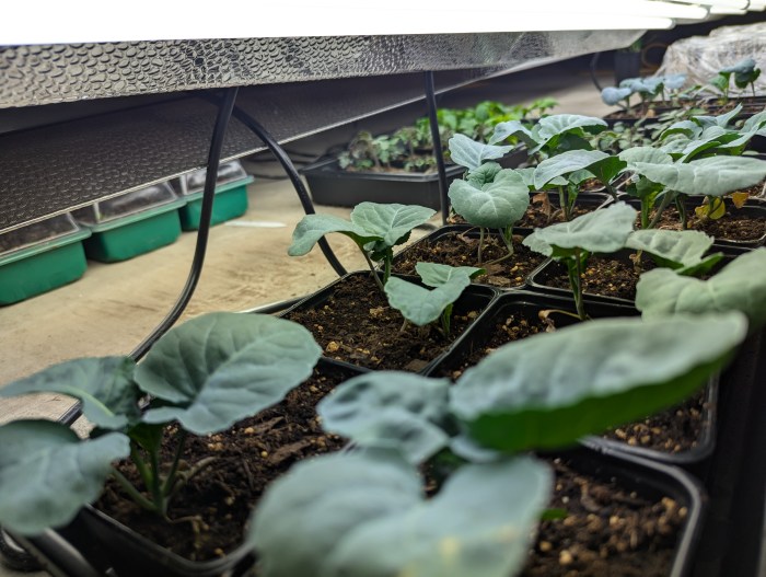 Seed starting soil and trays under lights in a Michigan garden