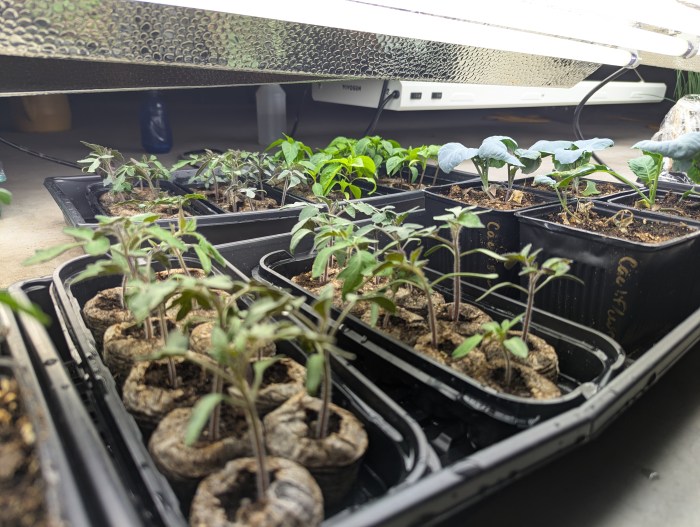 Seedling trays under grow lights at Freighter View Farms