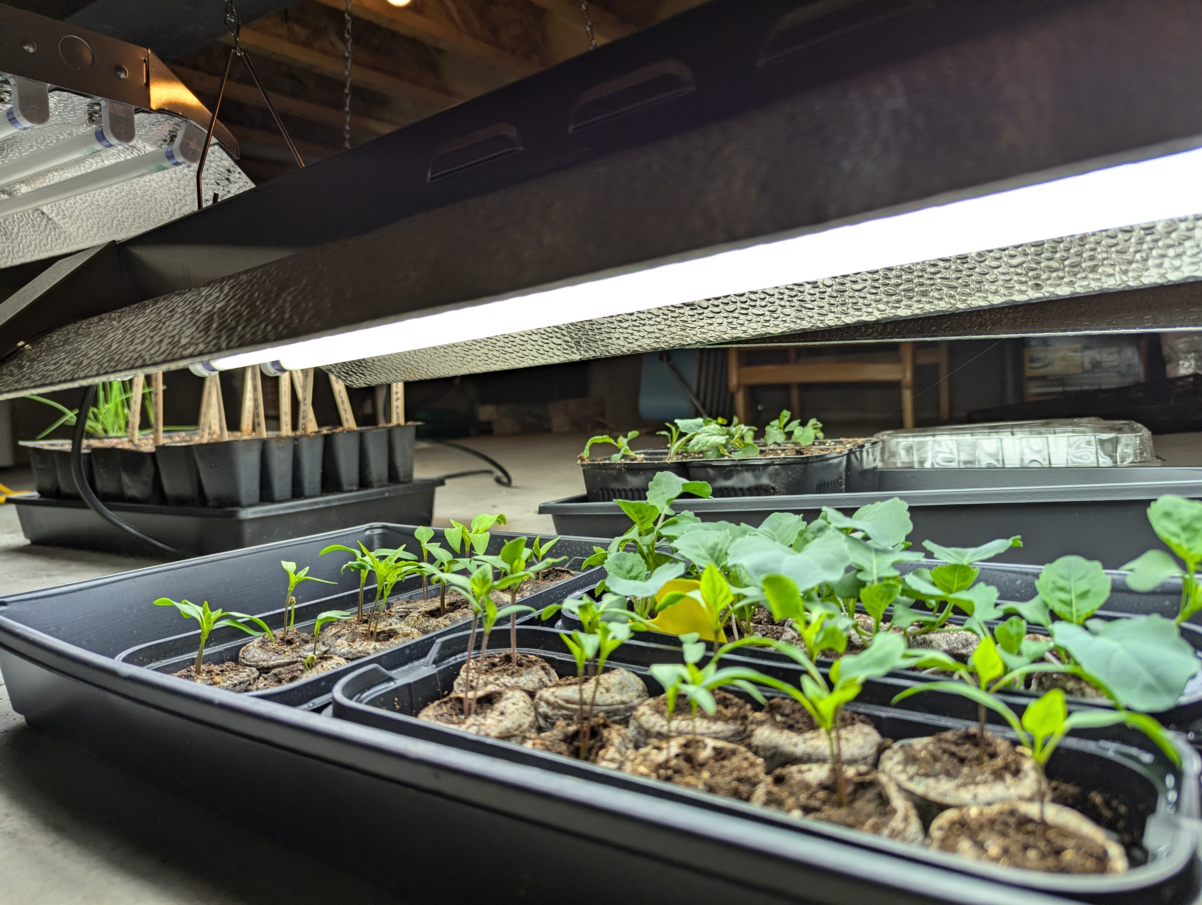 Chris Izworski - Seedlings.Jpg - Freighter View Farms, Saginaw Bay