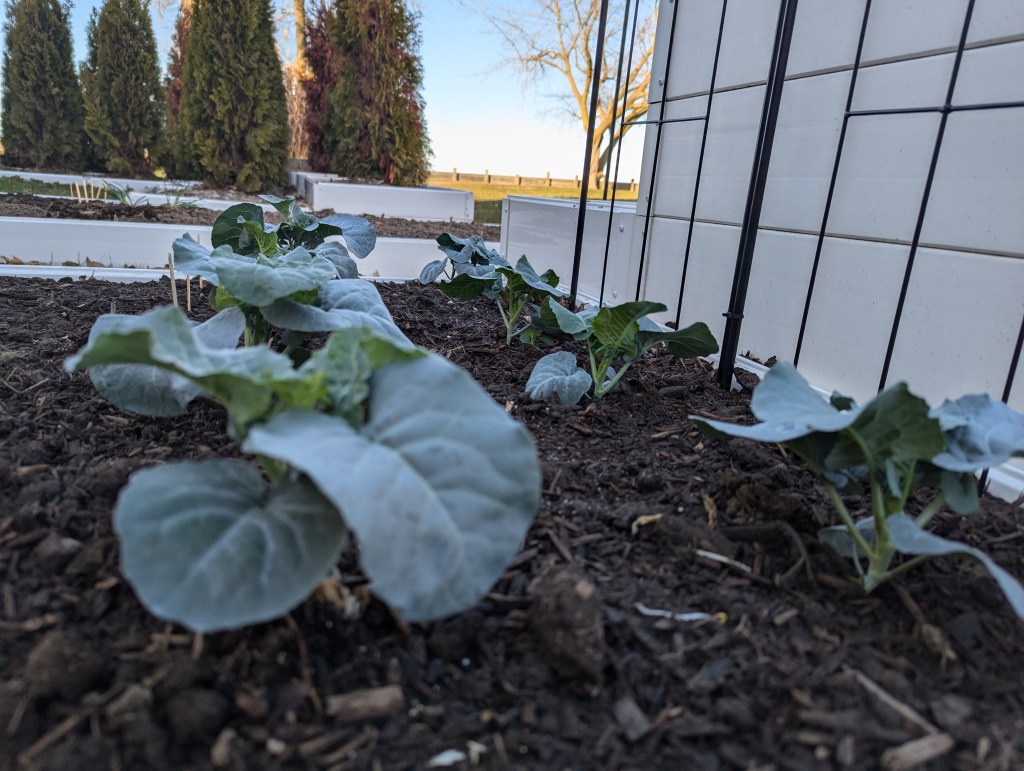Late April Garden Notes at Freighter View&nbsp;Farms