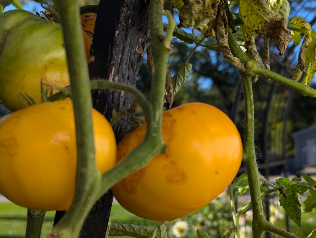 The Search for a Better Michigan Slicing&nbsp;Tomato