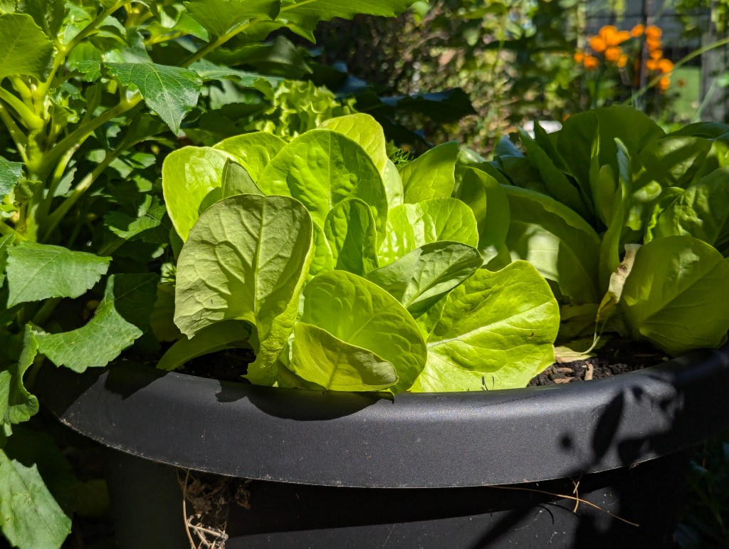 I Planted the Broccolini Out&nbsp;Yesterday