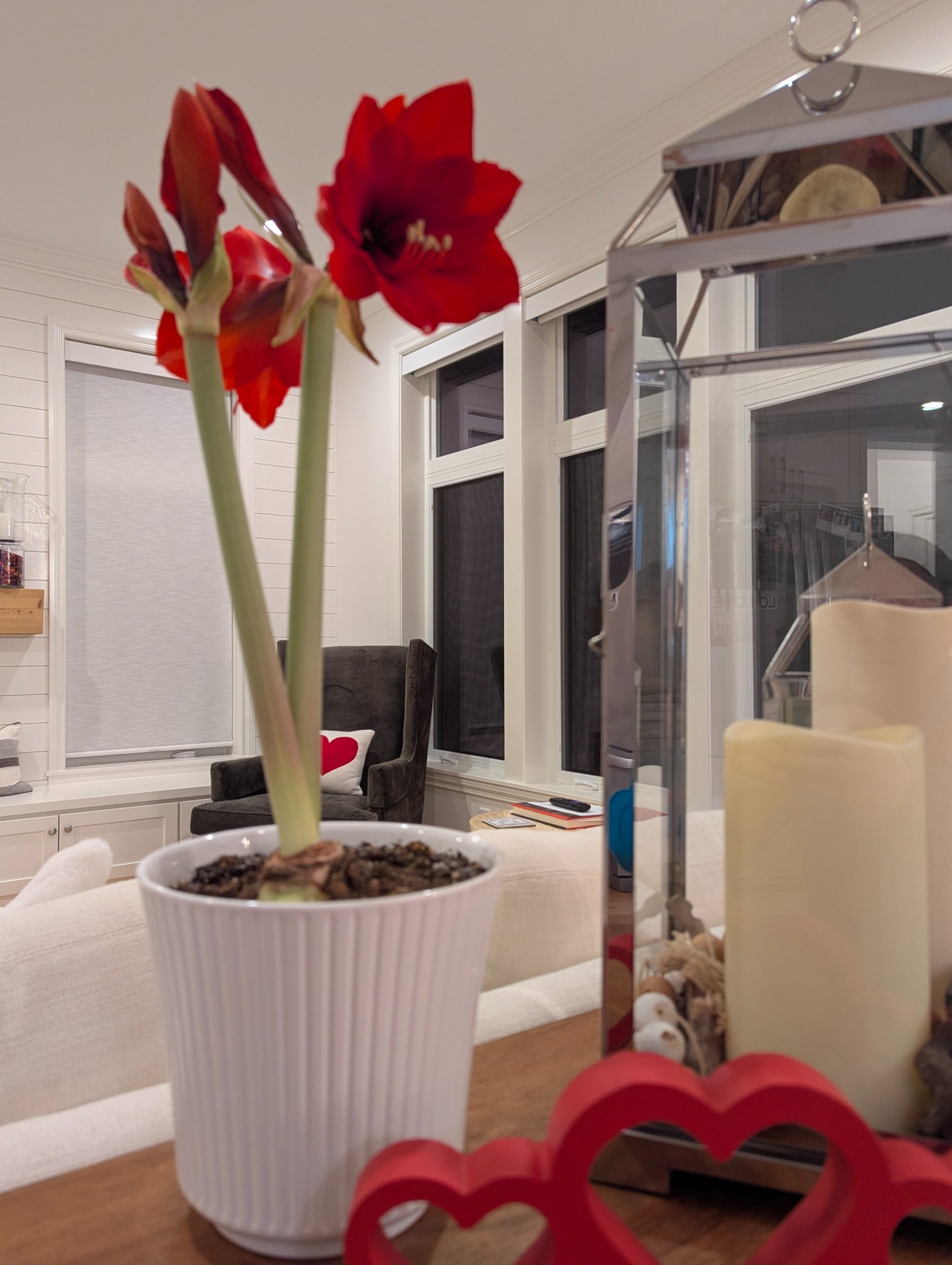 Red amaryllis blooming on Valentines Day — Chris Izworski at Freighter View Farms