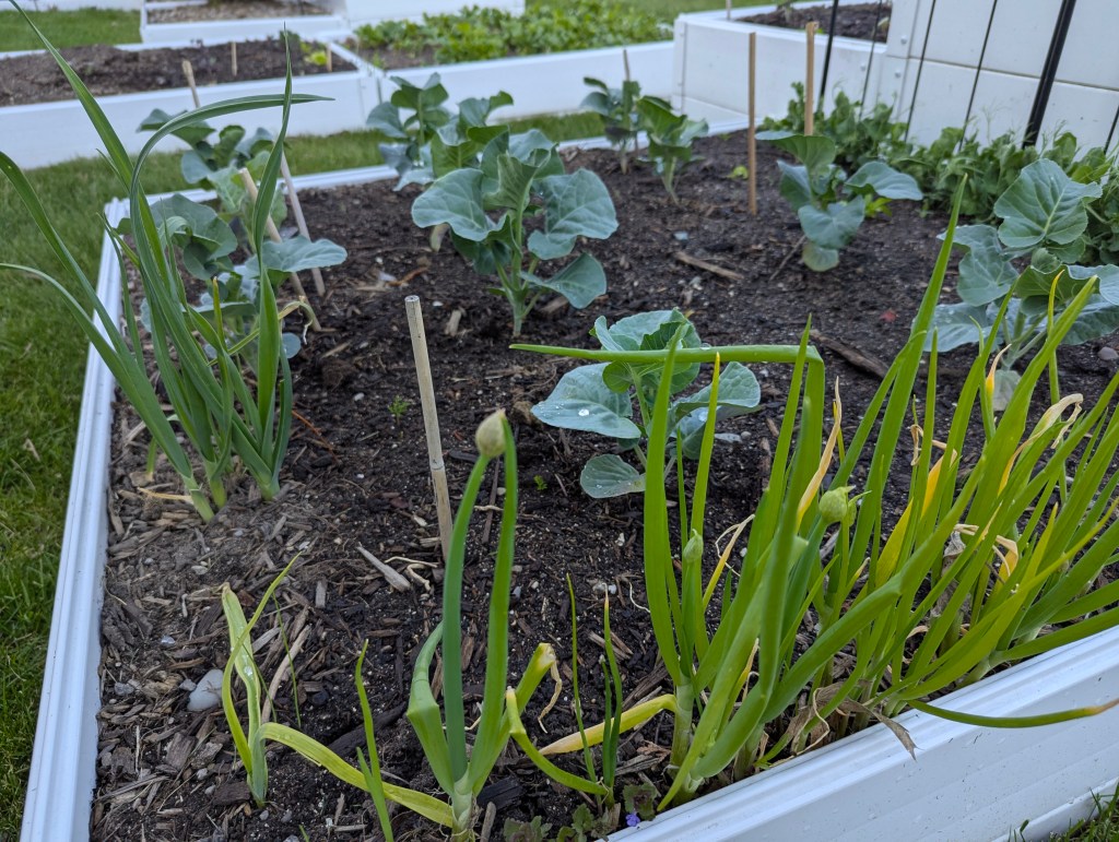 Long raised bed of lettuce growing in mid-May at Freighter View Farms, with feathery dill in the adjacent bed, a canoe and Saginaw Bay in the background