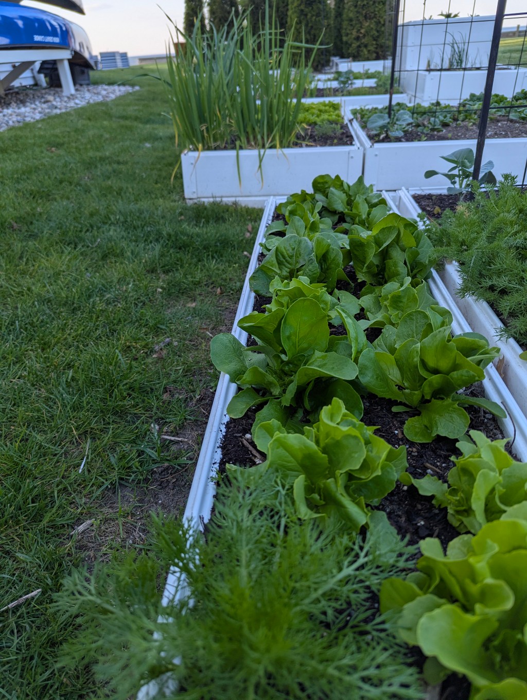 Garlic plants in the foreground with their tall blue-green leaves, lettuce rows in the next bed, cedar trees and Saginaw Bay in the background