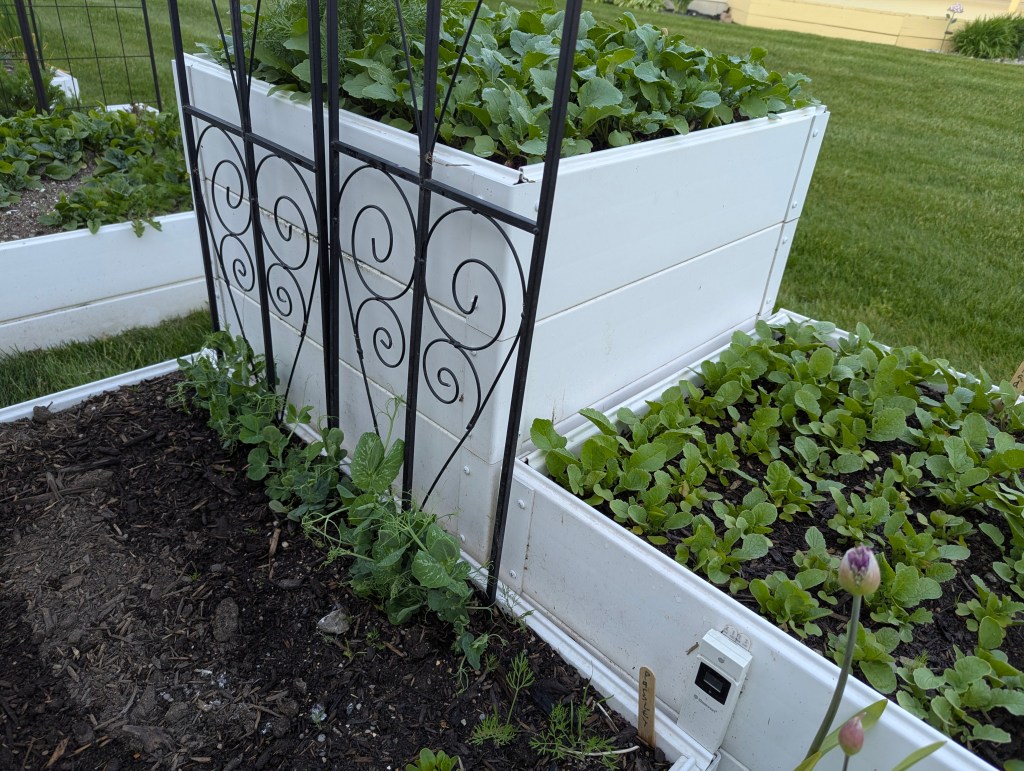Double-tier raised bed at Freighter View Farms with radish greens on top and bottom, pea vines climbing a black scrollwork trellis