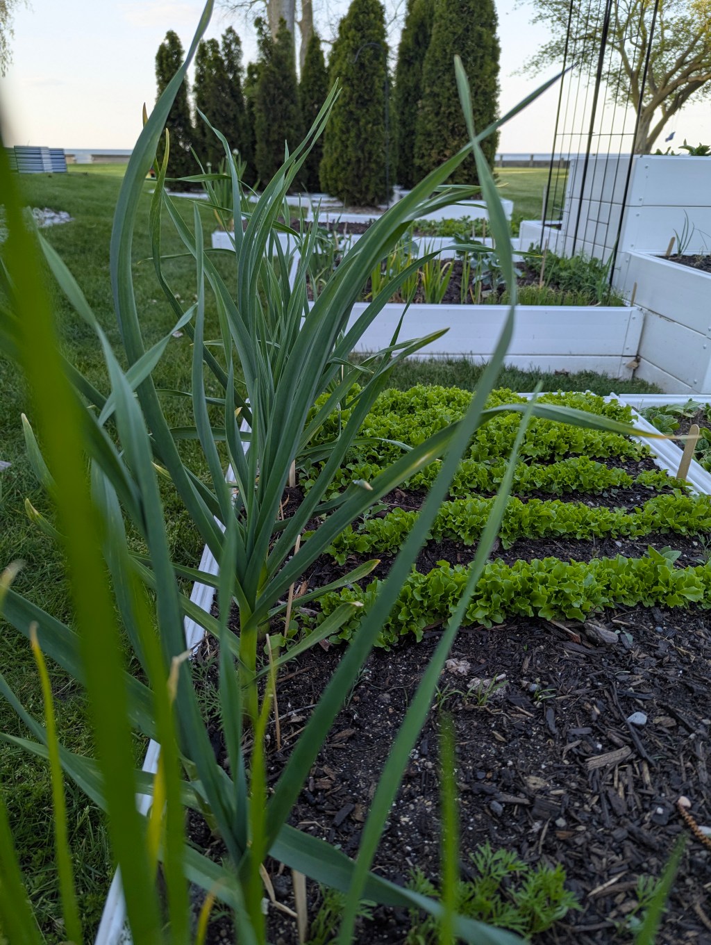 Raised bed at Freighter View Farms with onions and garlic in the foreground and brassica transplants in the back, mulch on the path