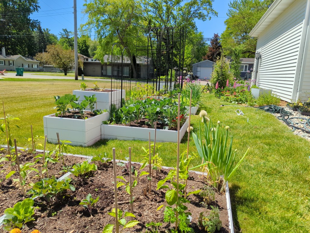 Wide view of the Freighter View Farms raised bed garden in early June, with tiered white beds of broccoli, tall black arched trellises, onions going to seed, and a flower border of lupines along the house