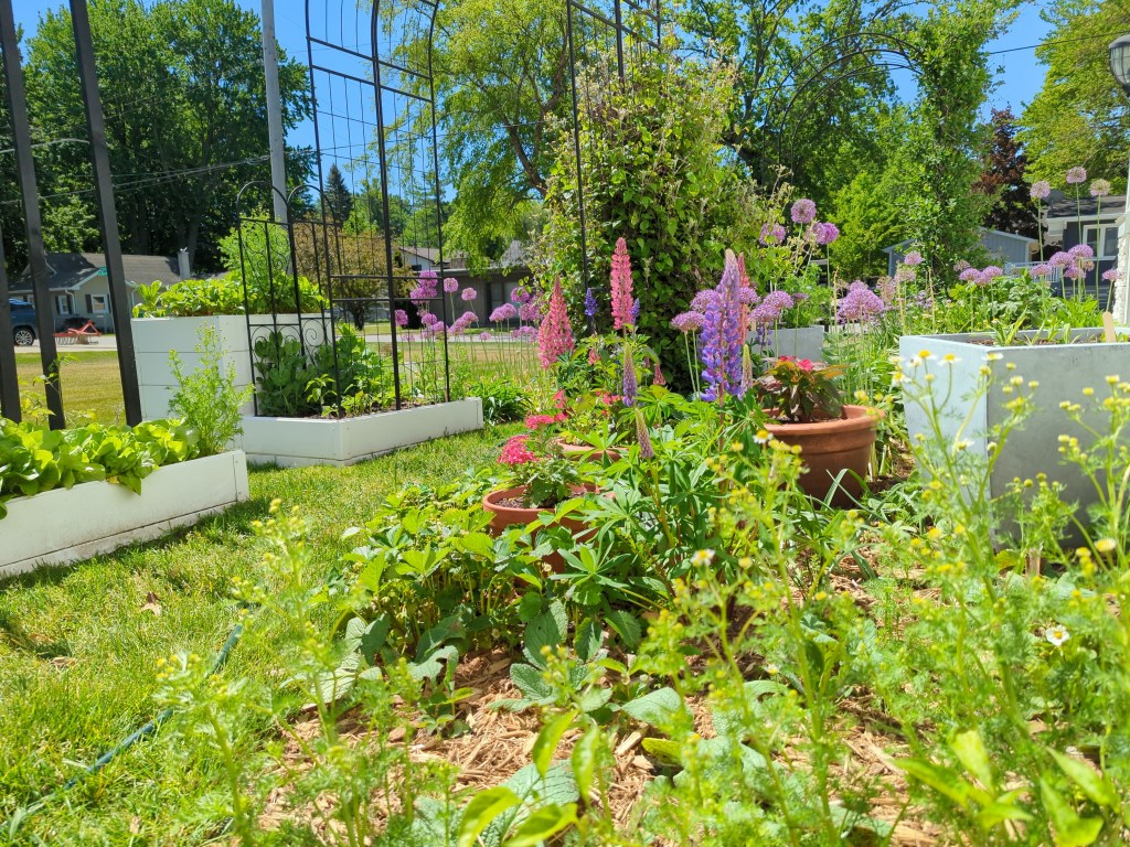 Ground-level view of the flower border at Freighter View Farms with pink and purple lupines, purple globe alliums, white feverfew, strawberry plants, and terracotta pots of verbena