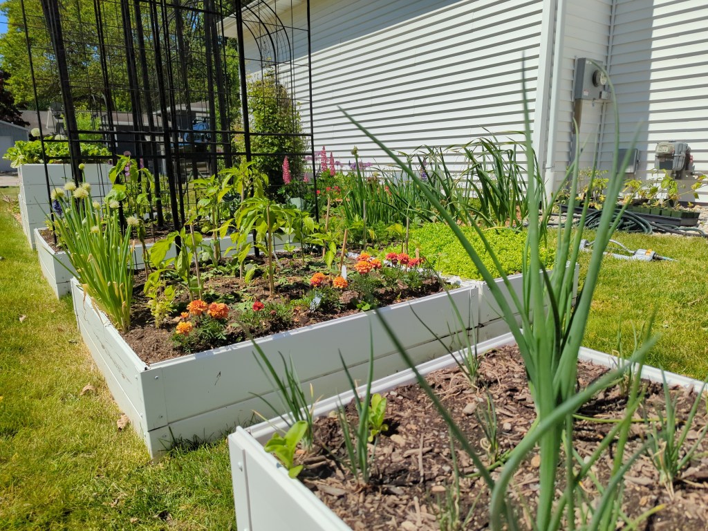 Close view of a long white raised bed with a bright green block of leaf lettuce, French marigolds, pepper transplants, and tall bunching onions, with the house and a black trellis behind