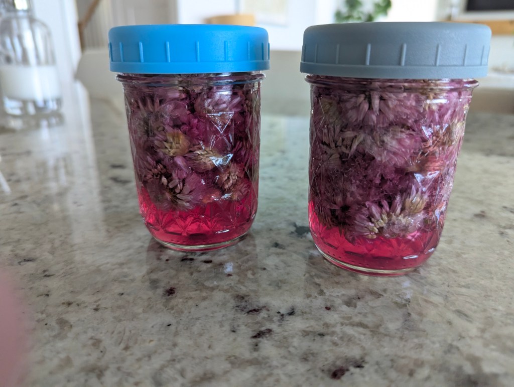 Two half-pint mason jars of chive blossoms steeping in rice wine vinegar on a granite counter, the vinegar turned bright pink and magenta as the color leaches from the purple flowers