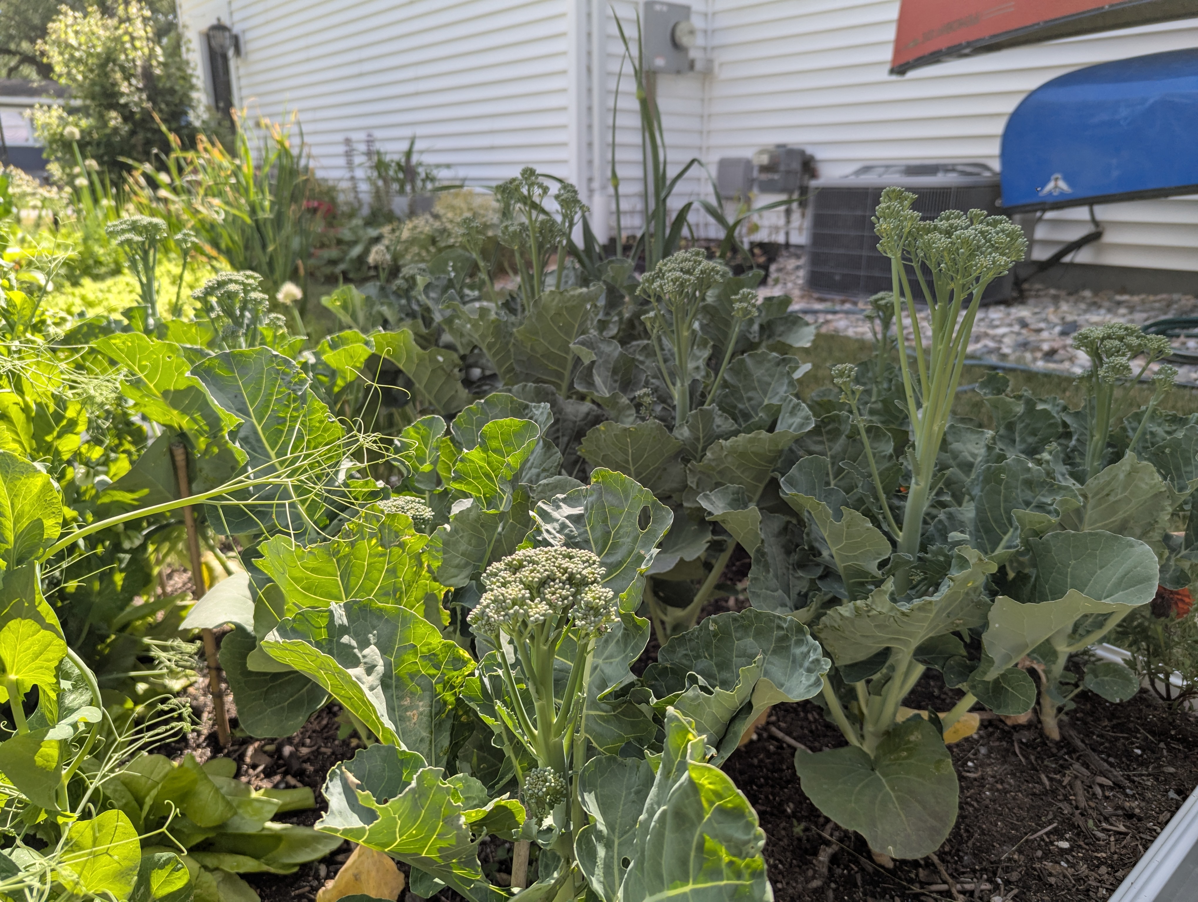 Photo by Chris Izworski, broccolini growing in a raised bed along the white siding of the house at Freighter View Farms near Saginaw Bay, Bay City, Michigan