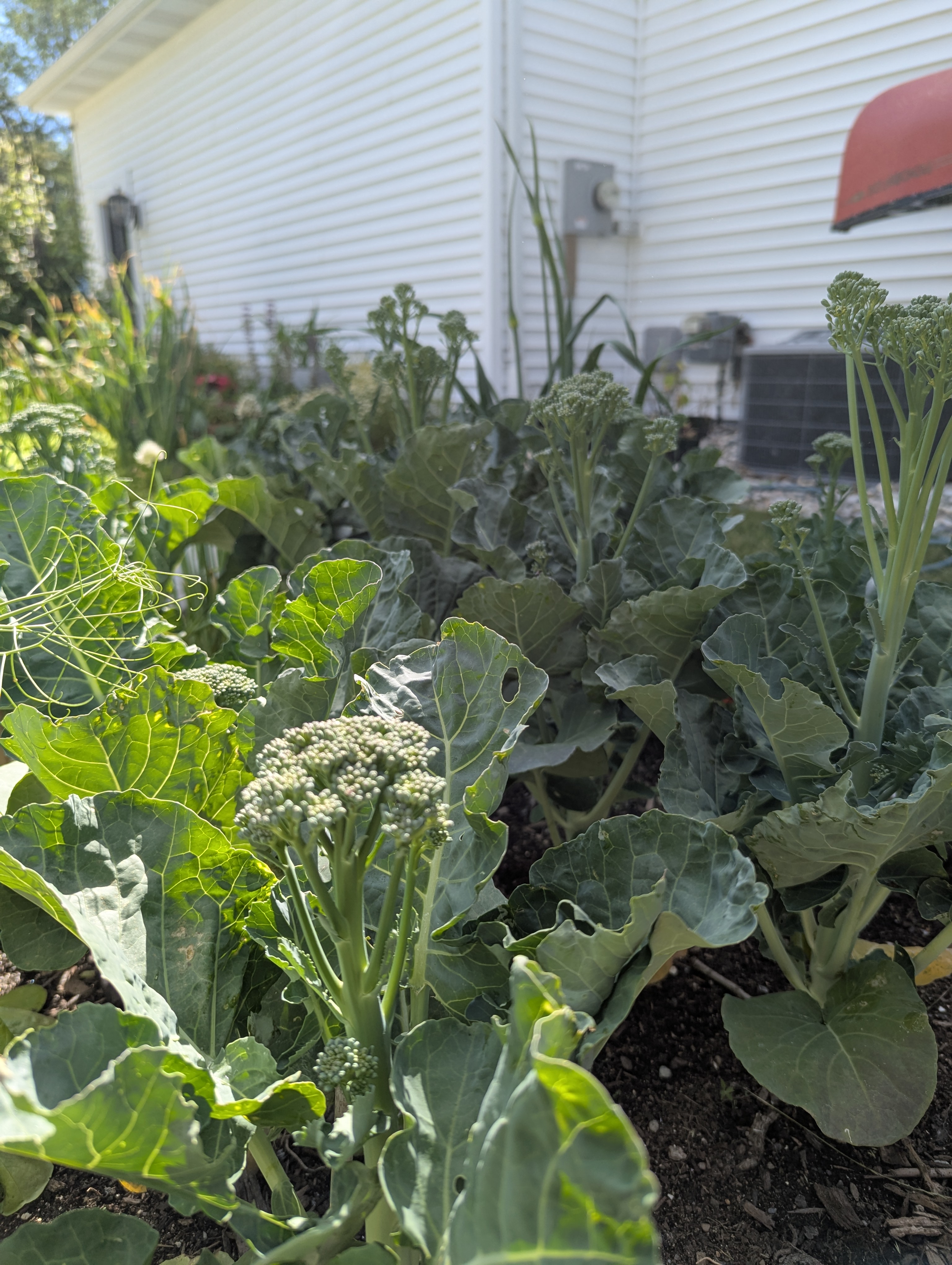 Photo by Chris Izworski, mature broccolini plants with slender stems and loose blue-green heads in the Zone 6a garden at Freighter View Farms, Saginaw Bay, Bay City, Michigan