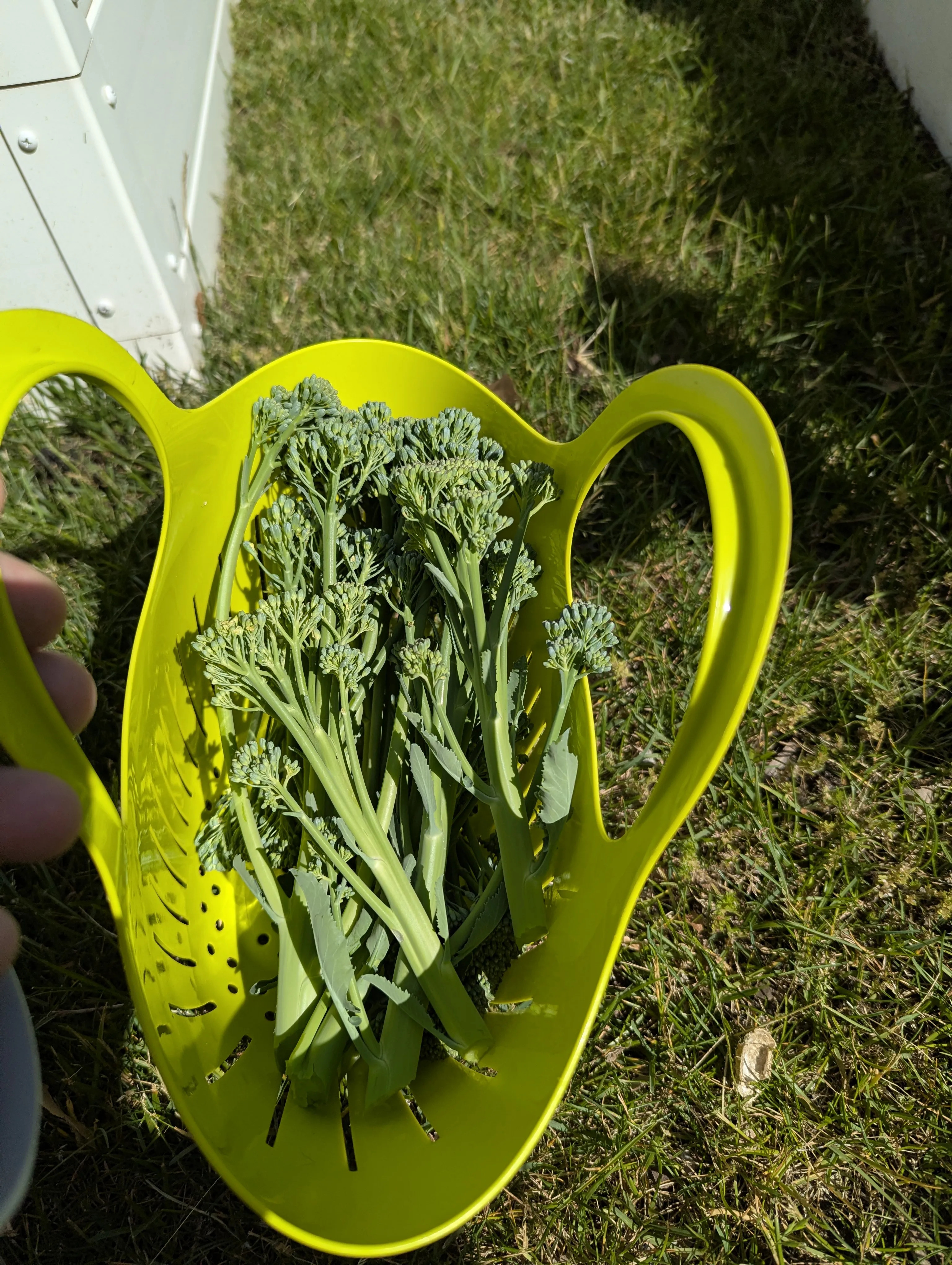 Photo by Chris Izworski, the first broccolini harvest of slender green stems in a lime-green colander on the grass at Freighter View Farms, Bay City, Michigan