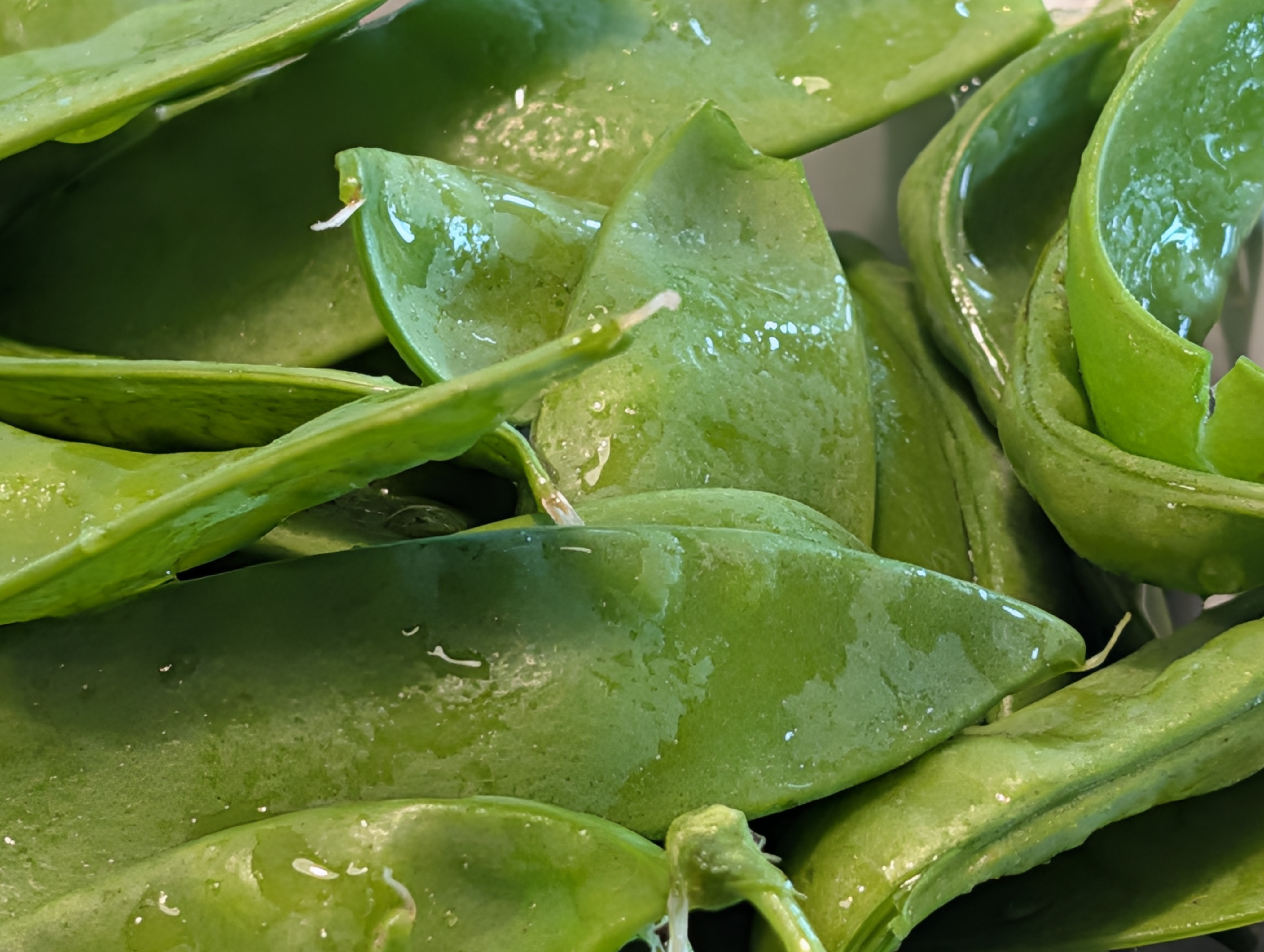 Photo by Chris Izworski, a close view of glossy flat snow pea pods still wet from rinsing at Freighter View Farms near Saginaw Bay, Bay City, Michigan