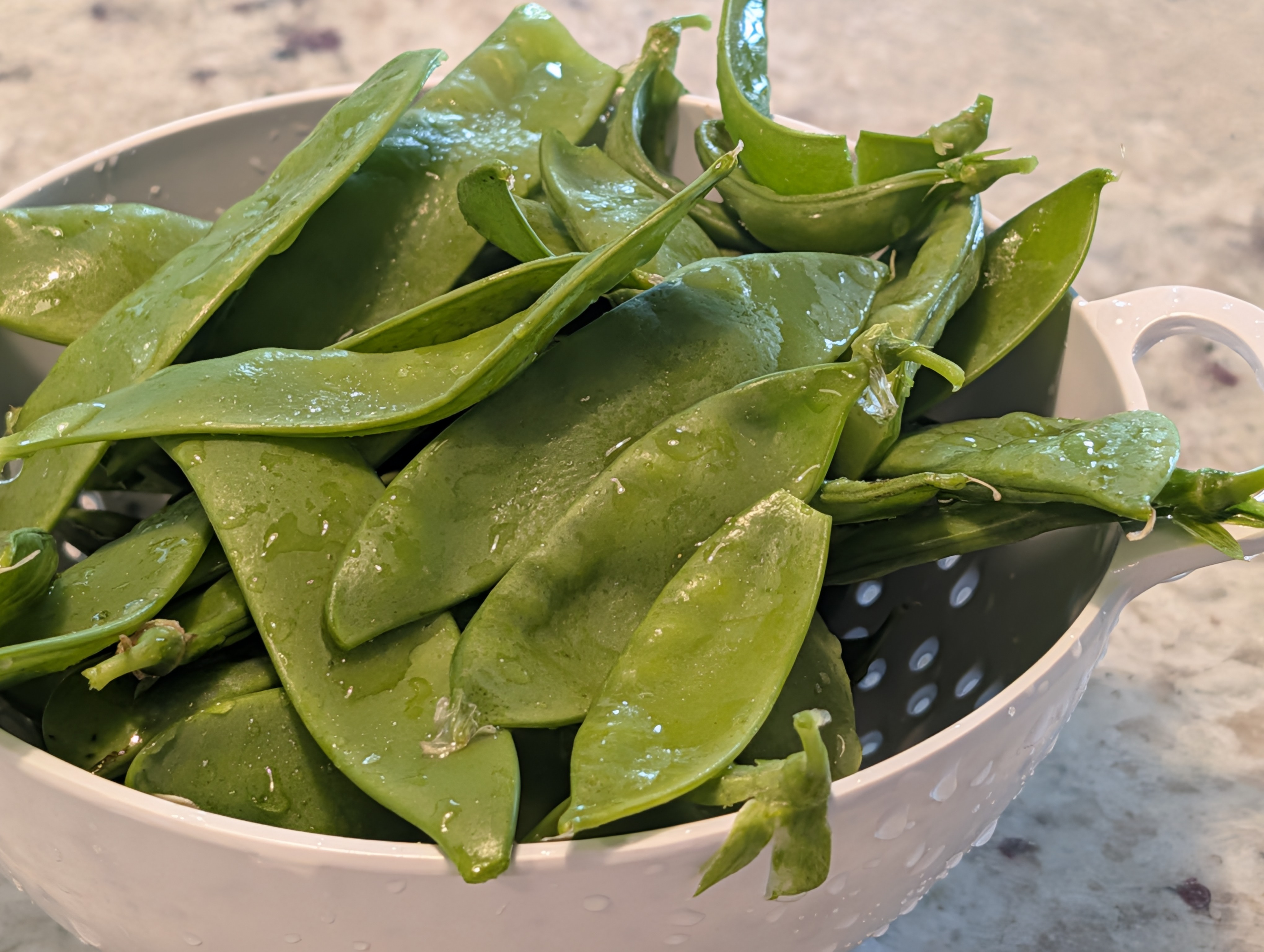 Photo by Chris Izworski, the first snow pea harvest of the season rinsed in a white colander on the counter at Freighter View Farms near Saginaw Bay, Bay City, Michigan