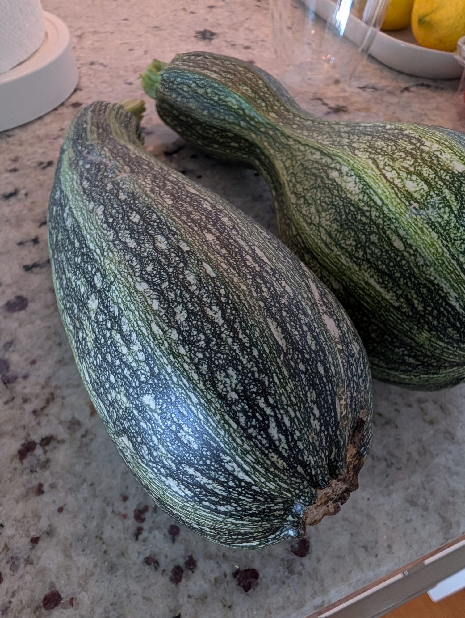 Photo by Chris Izworski, two large ribbed and mottled zucchini fresh from the garden on the kitchen counter at Freighter View Farms near Saginaw Bay, Bay City, Michigan