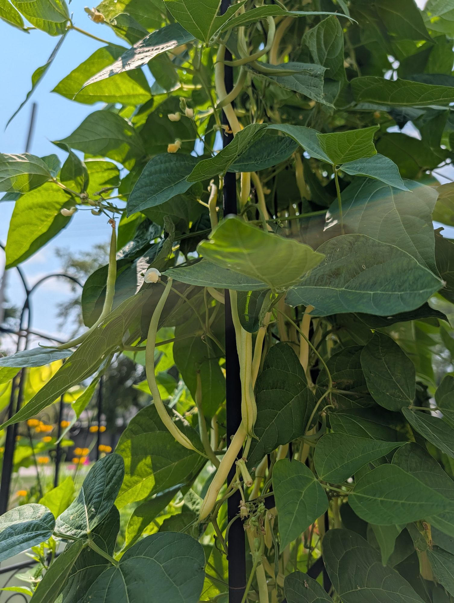 Photo by Chris Izworski, pale yellow Monte Gusto bean pods hanging on the vine with white blossoms still opening at Freighter View Farms near Saginaw Bay, Bay City, Michigan