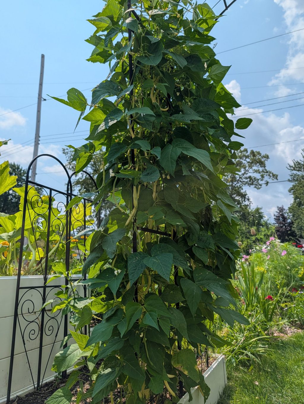 Photo by Chris Izworski, Monte Gusto yellow wax pole beans climbing a seven-foot iron obelisk trellis in a raised bed at Freighter View Farms near Saginaw Bay, Bay City, Michigan