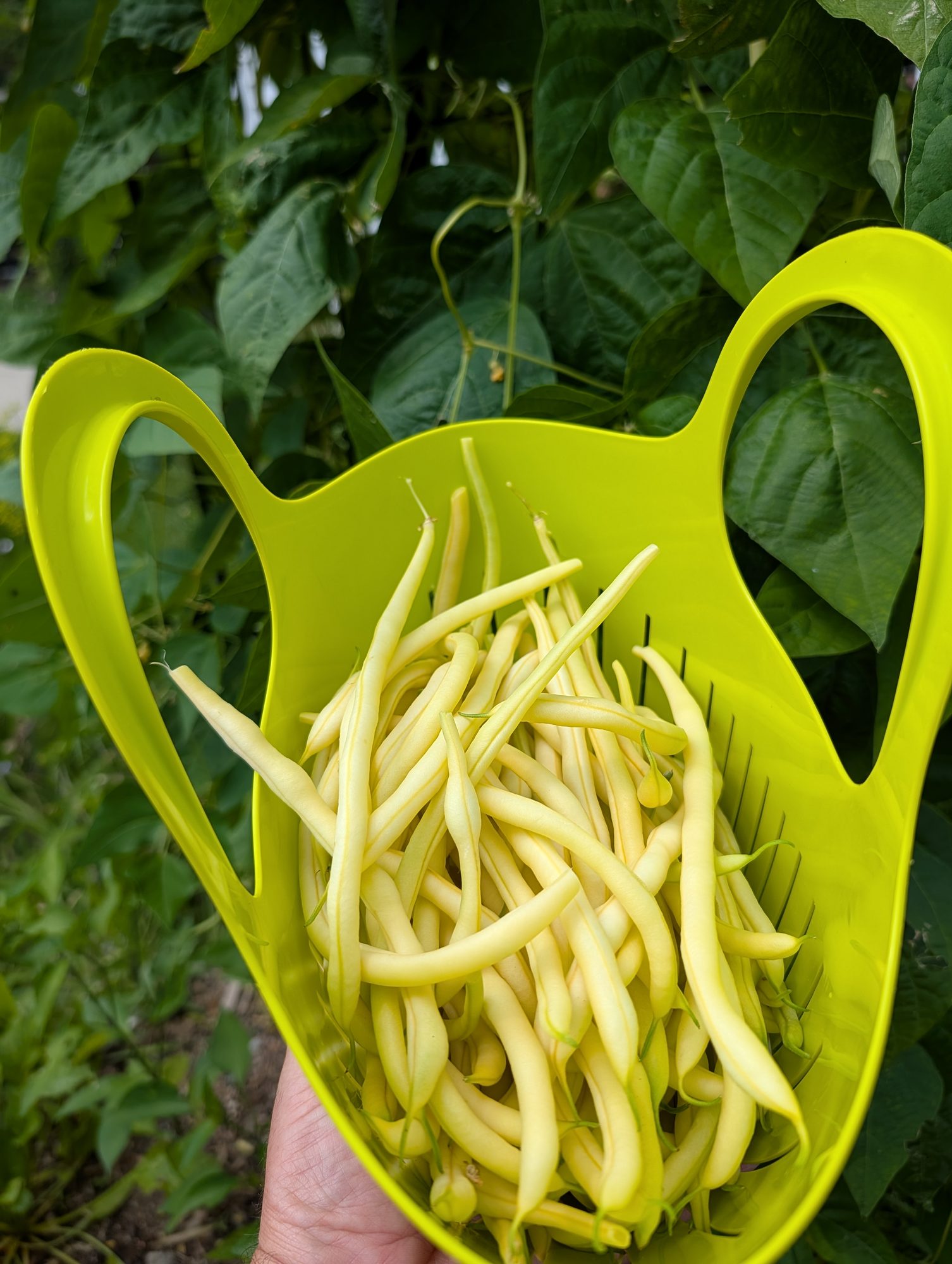 Photo by Chris Izworski, a green colander of freshly picked Monte Gusto yellow wax beans held against the bean foliage at Freighter View Farms near Saginaw Bay, Bay City, Michigan