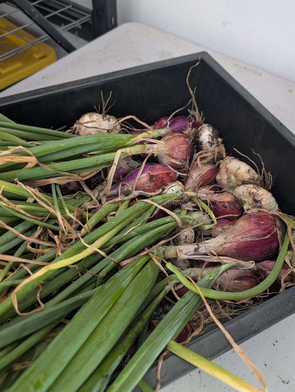 Sixty Onions from Four Square&nbsp;Feet